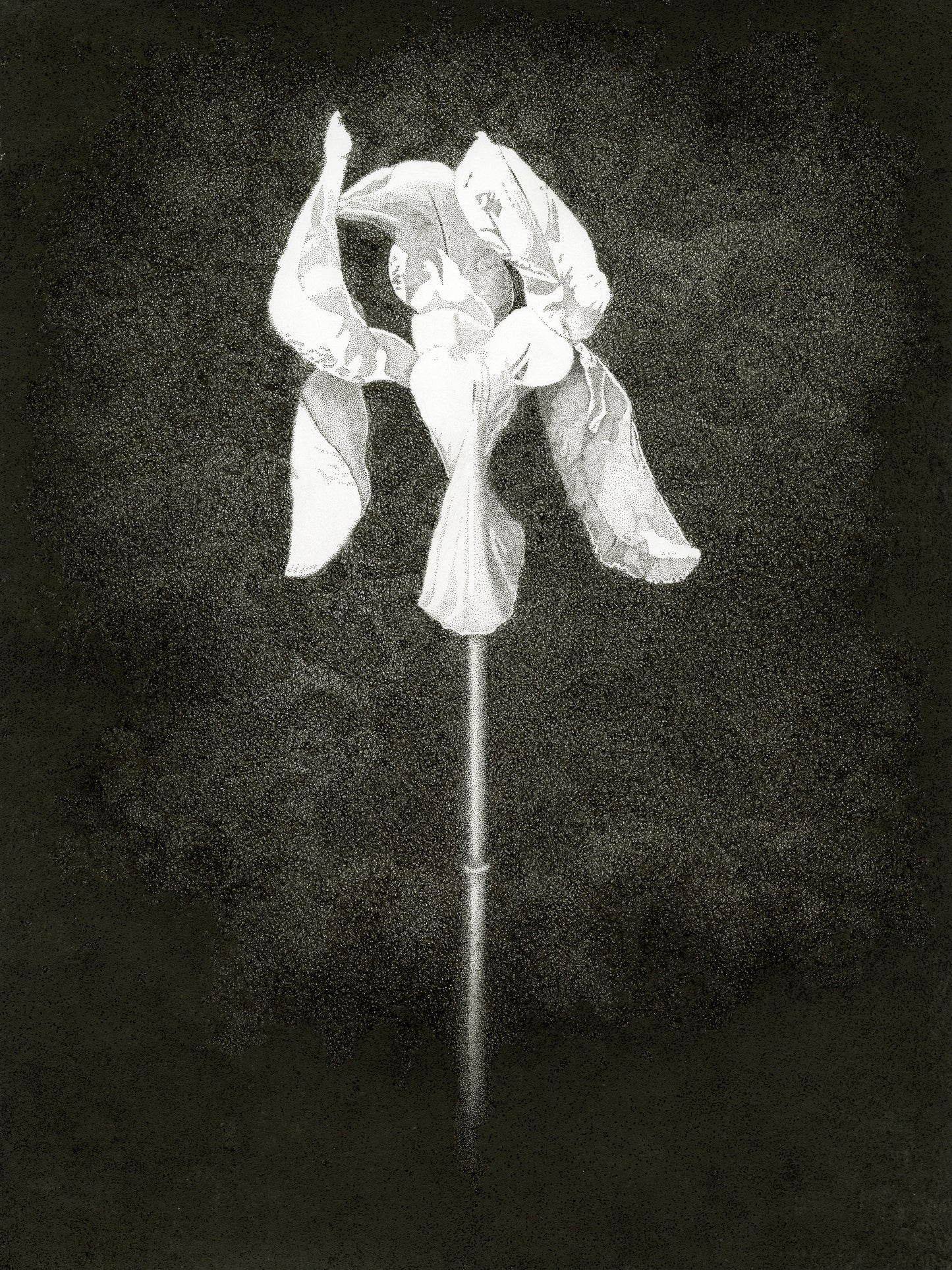 "The White Iris" • Archival Print of Artwork by James Greer