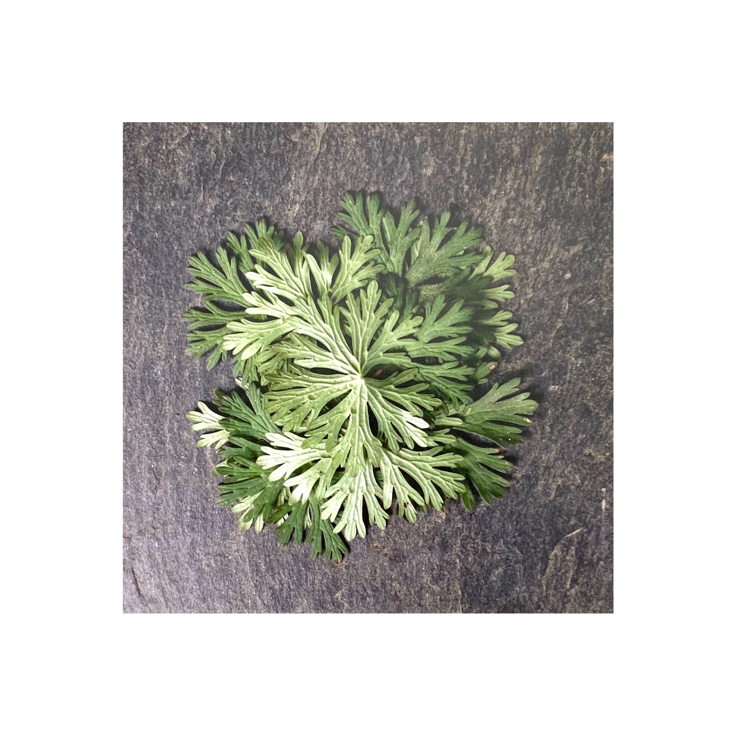 “Porch Arrangements” by Kenneth Kase - Parsley by Kenneth Kase - K. A. Artist Shop