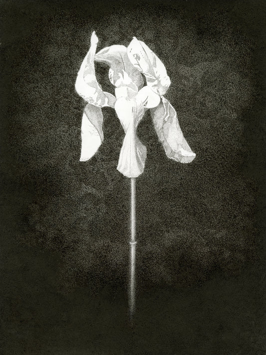 "The White Iris" • Archival Print of Artwork by James Greer