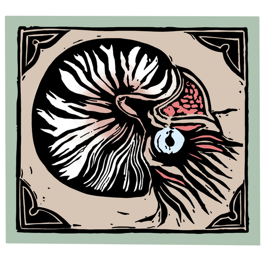 "Nautilus" Sticker by Olive Roberts