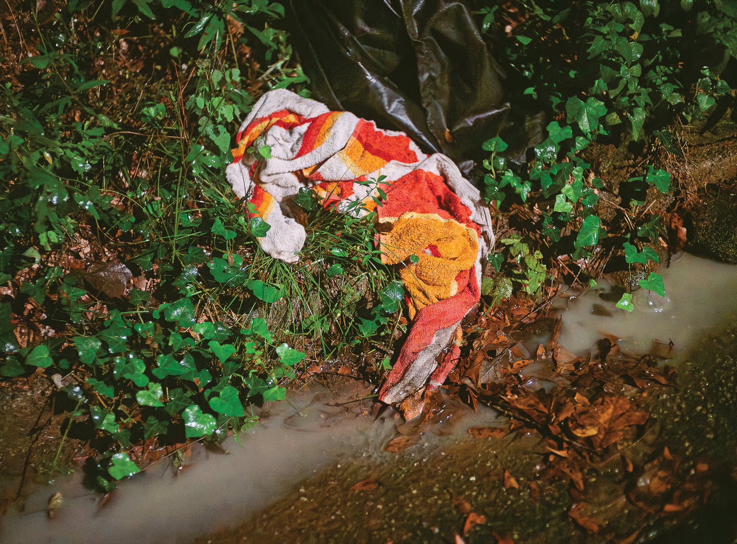 "Athens is a Subtropical Rainforest" Photography Book by Ian Kennedy